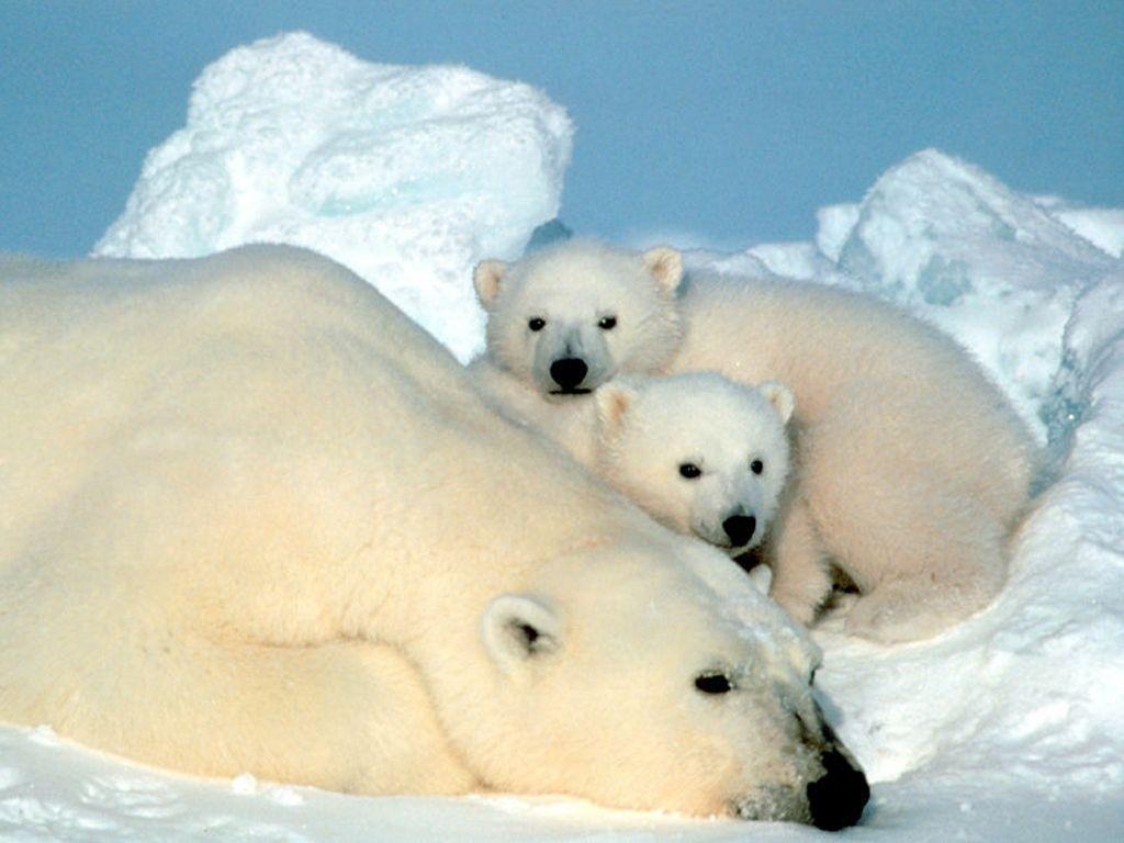 Wallpaper For > Cute Polar Bear Wallpaper