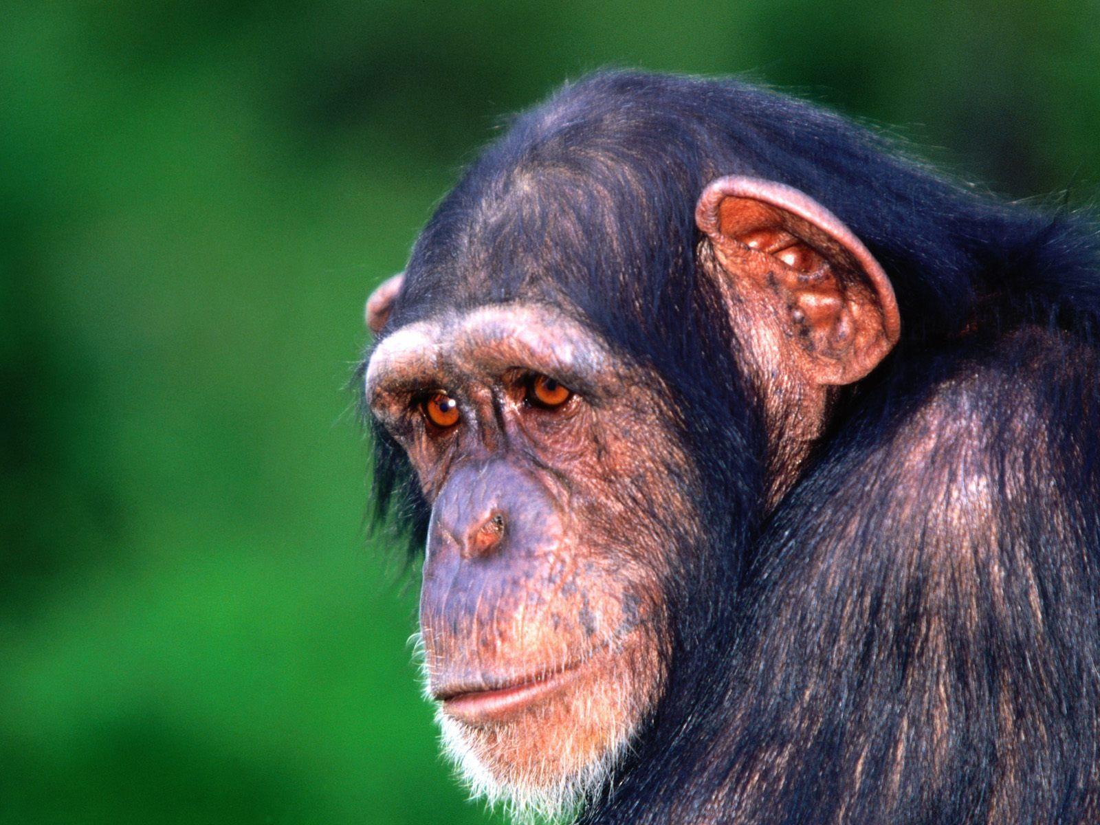 In The Eye Of The Beholder Chimpanzee (id: 188216)