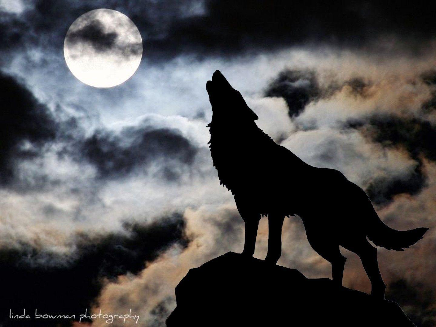 image For > Wolf Background For Desktop HD