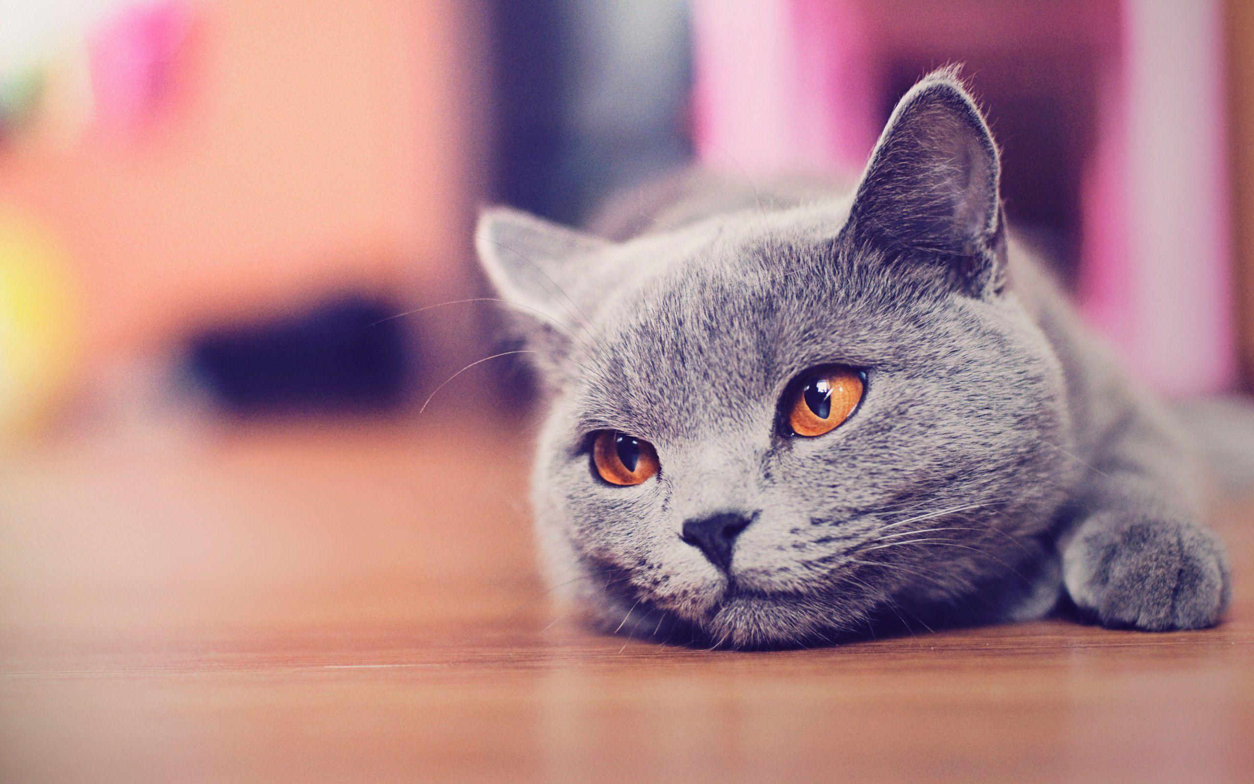 Wallpaper For > Cute Cat Background Tumblr
