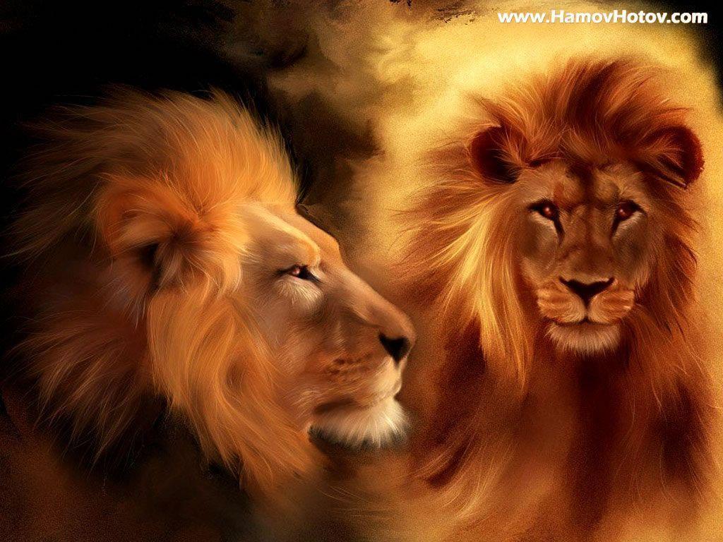Wallpaper For > Roaring Male Lion Wallpaper