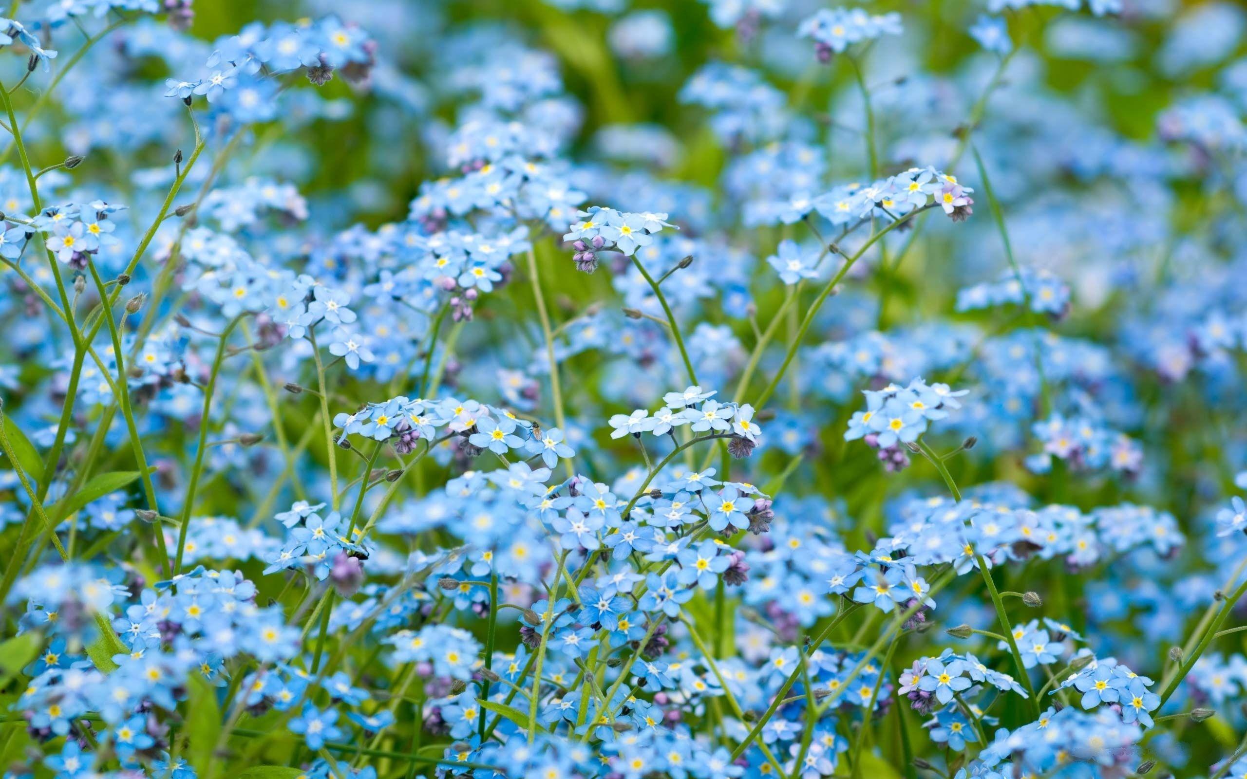 HD Blue Flowers Wallpaper