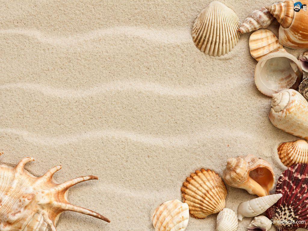 Seashell HD Wallpaper Wallpaper Inn