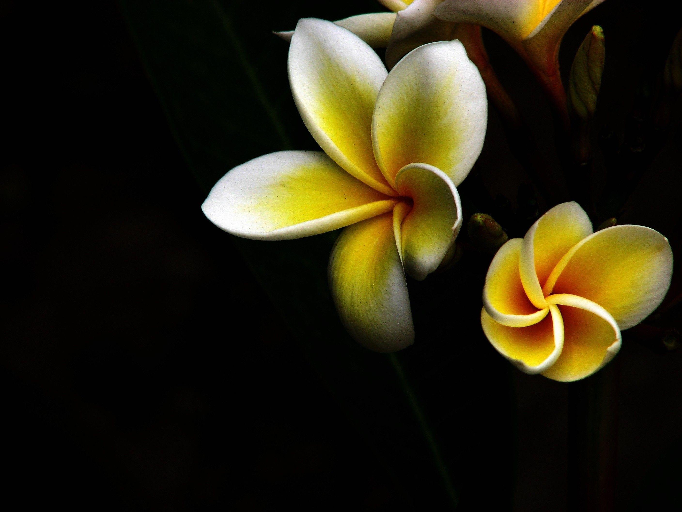 Plumeria Backgrounds - Wallpaper Cave