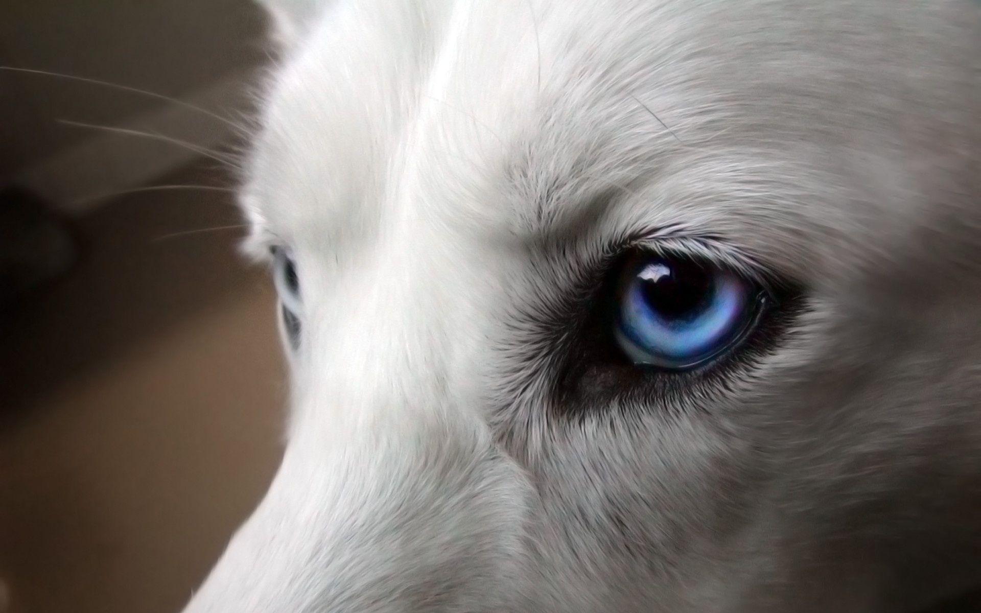 White Wolf Eyes HD Wallpaper. Free HD 3D Desktop Wallpaper