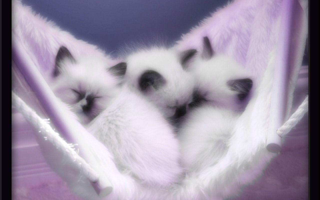 Cute Kittens Wallpaper 14337 HD Wallpaper. pictwalls