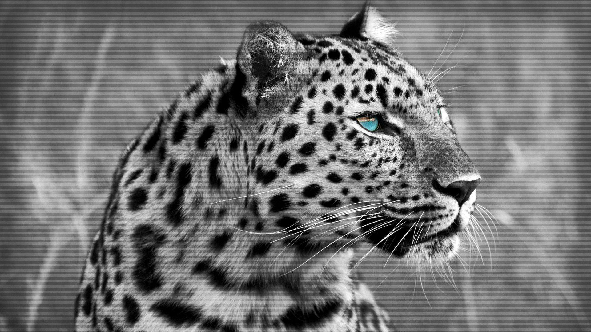Muzzle eyes wild cat leopard wallpaperx1080