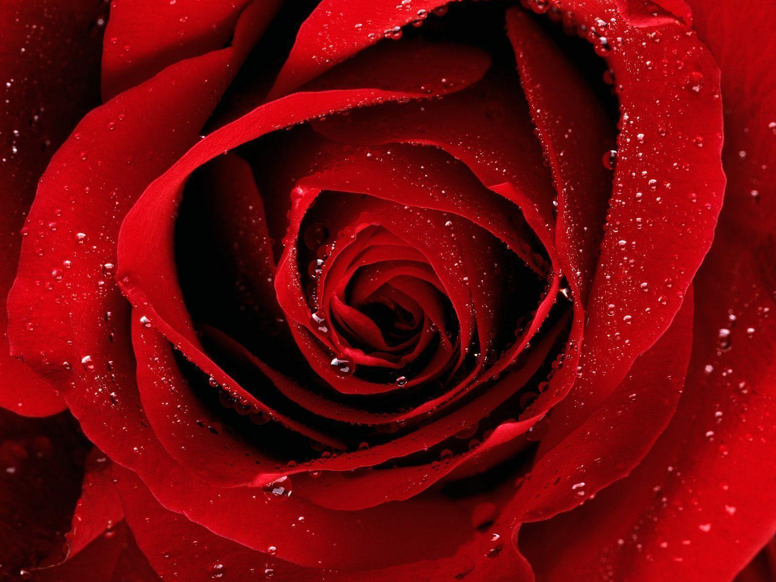 Wallpaper For > 3D Red Rose Wallpaper