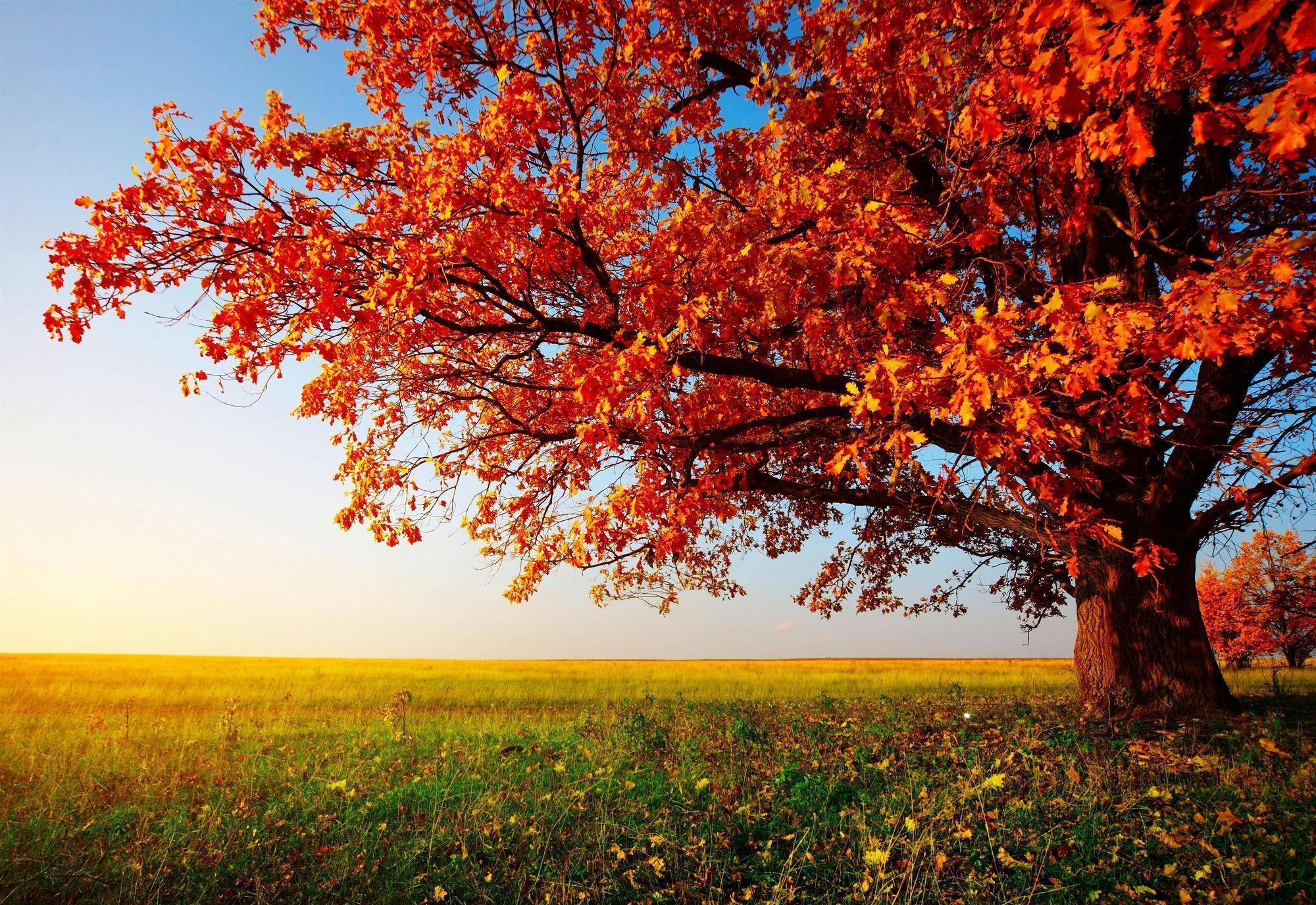 Wallpaper For > Beautiful Autumn Trees Wallpaper