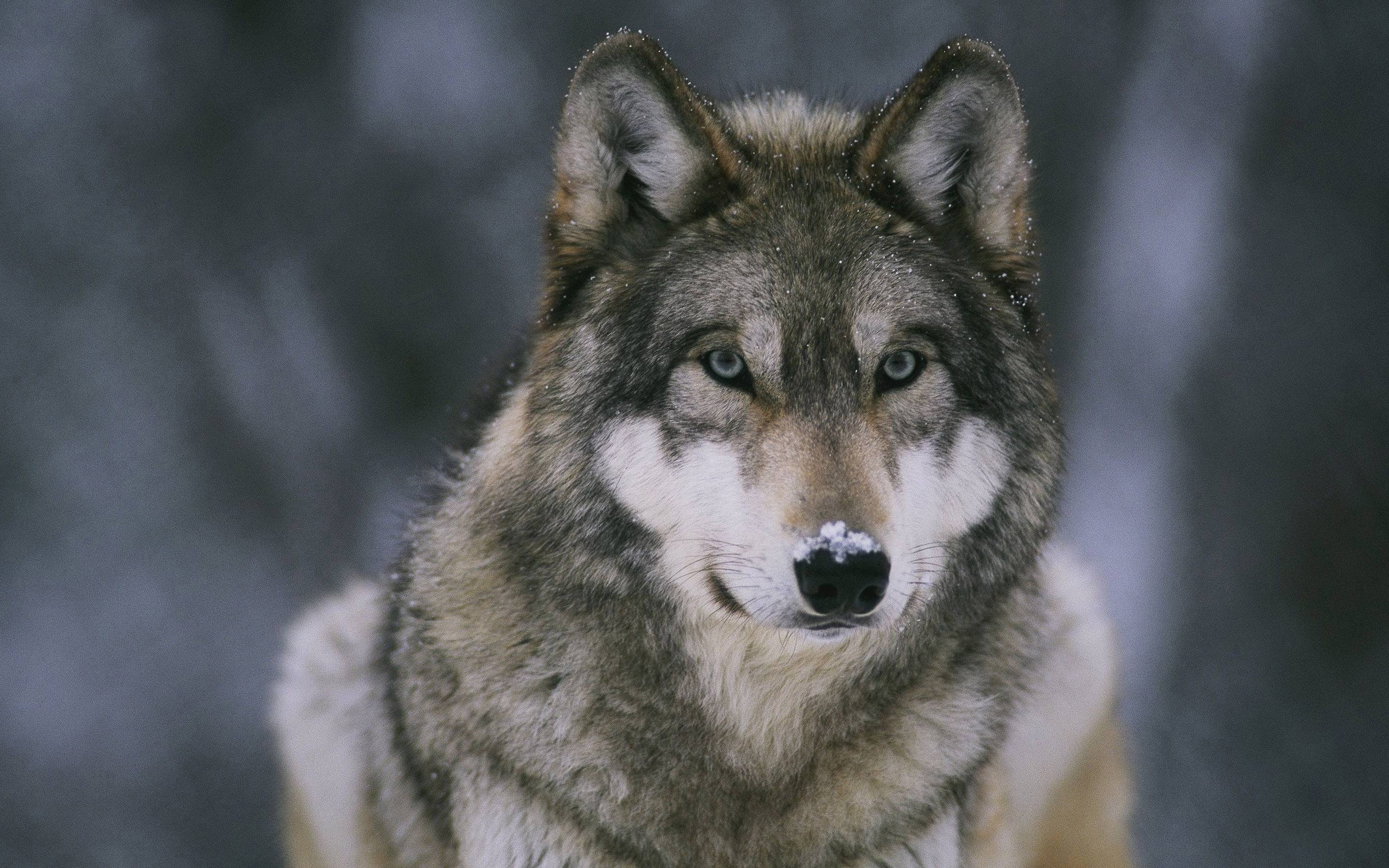 Wolf Image Wallpapers - Wallpaper Cave