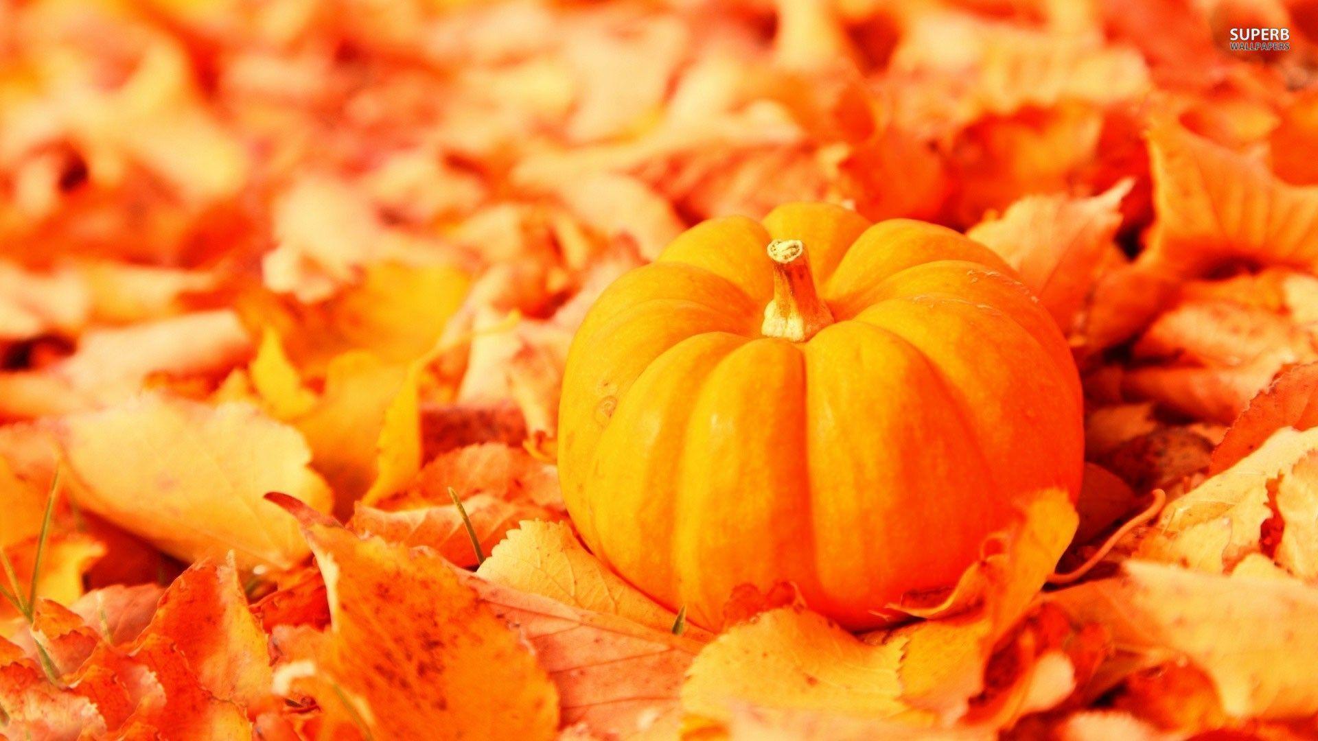 Pumpkin Among The Leaves 23989