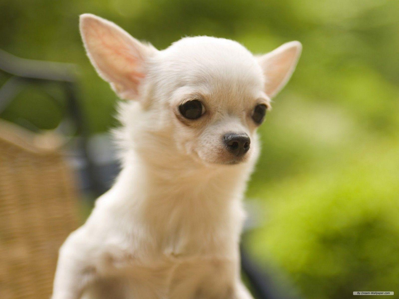 Chihuahua Dog Wallpaper High Res Pics 1242 Wallpaper. Cool