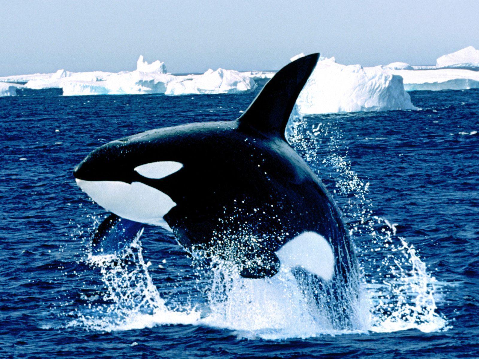 Emerging orca killer whale free desktop background