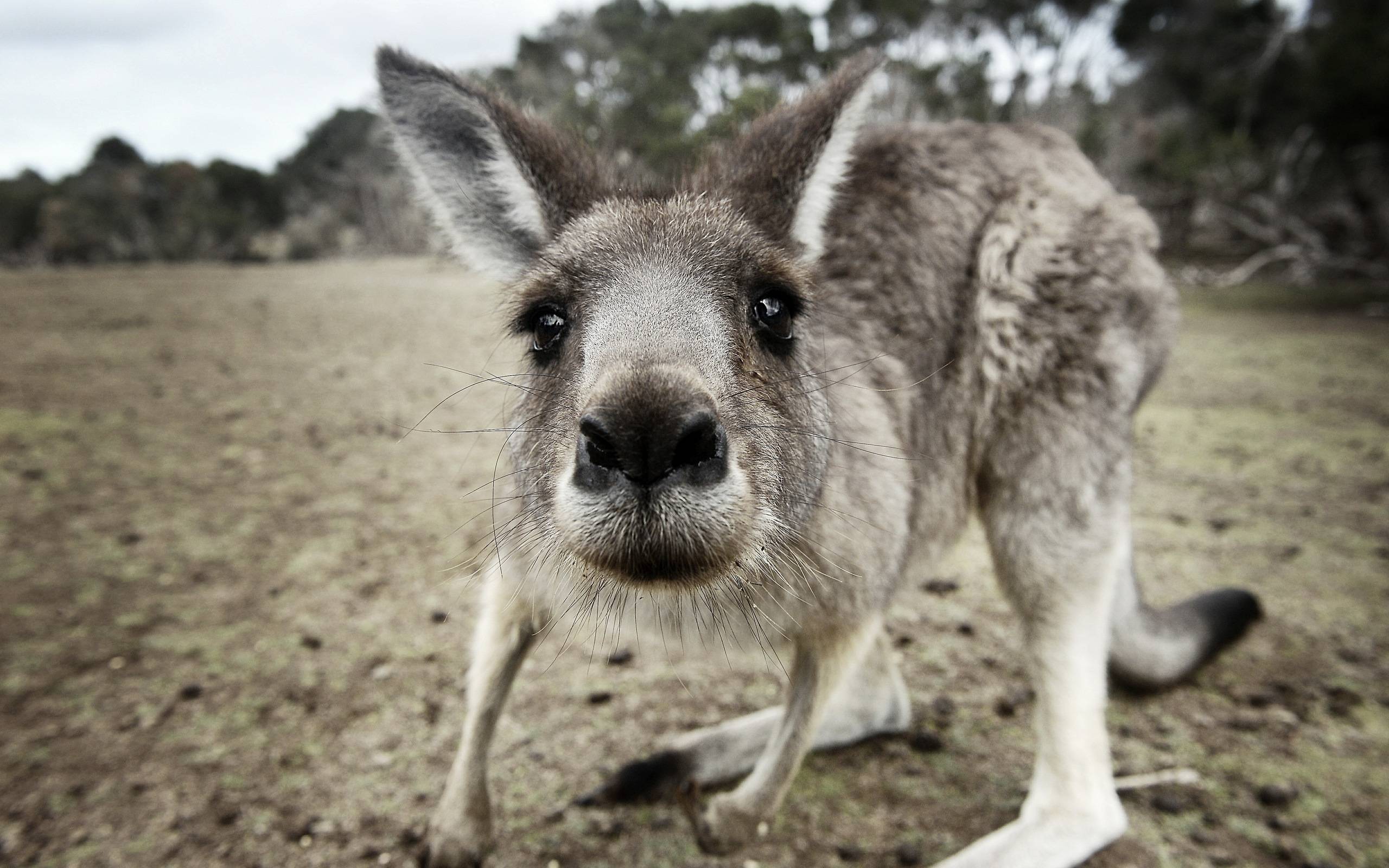 Kangaroo Wallpaper