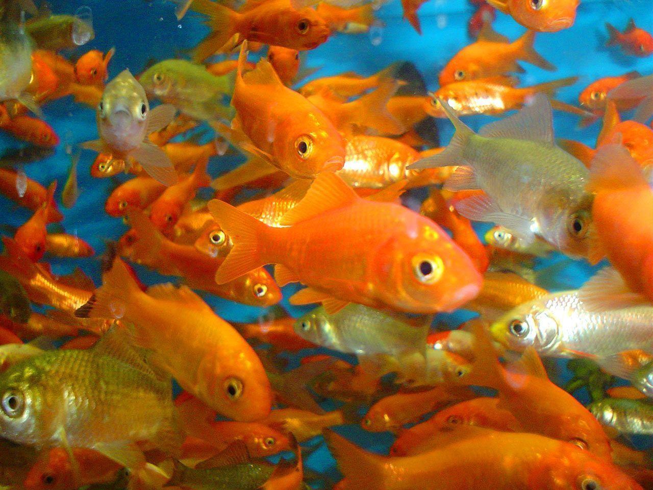 Animals For > Goldfish Wallpaper 3D