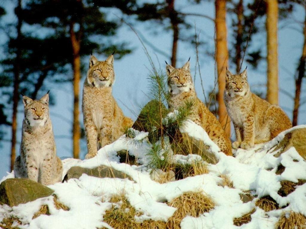 wild lynx wallpaper