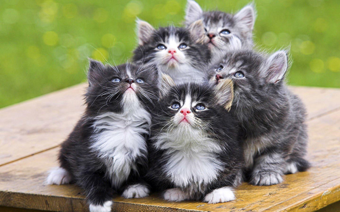 cute kittens of main coon cat wallpaper