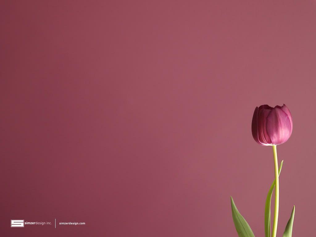 Tulip Wallpaper Tulip Desktop Background. HD Background Wallpaper