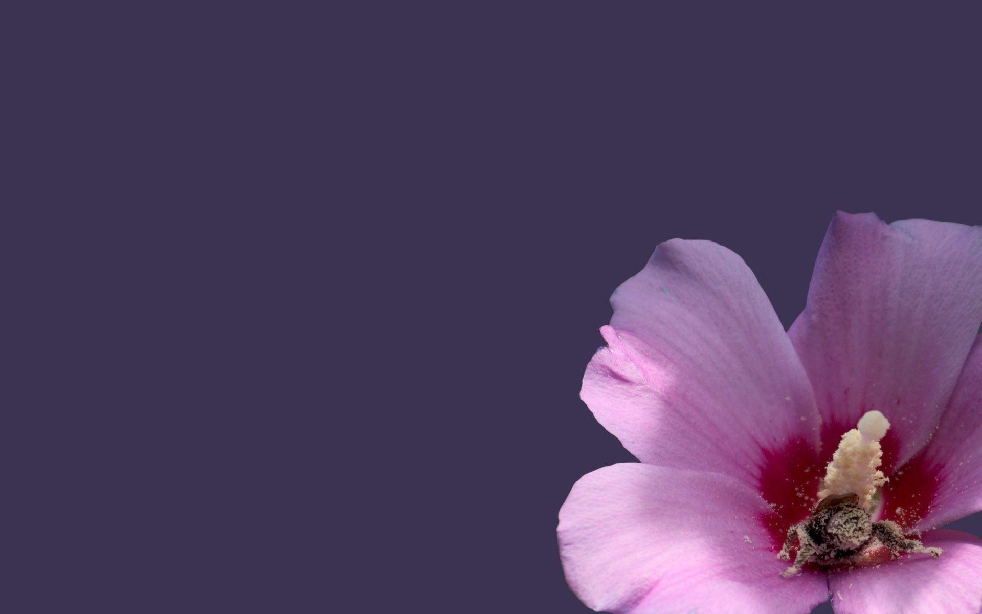 Pink And Purple Flower Backgrounds - Wallpaper Cave