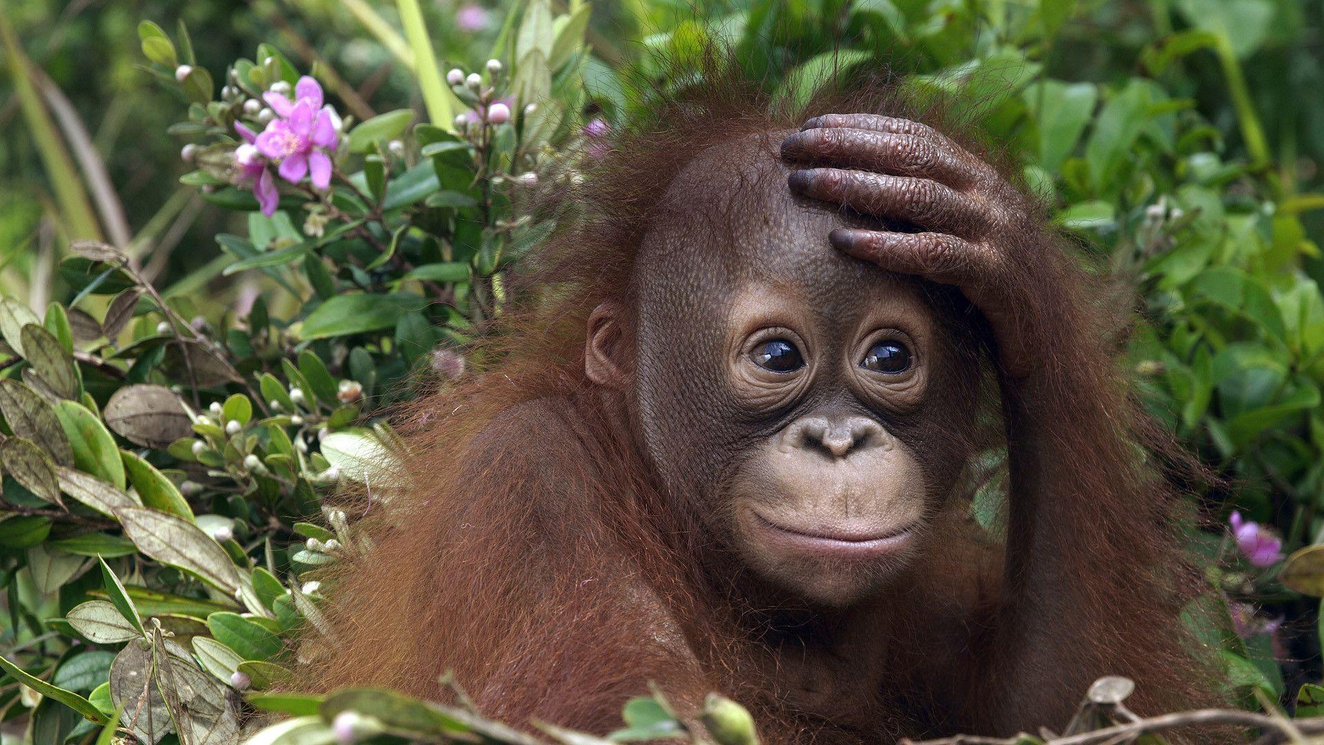 Download wallpaper Monkey, cub, orangutan free desktop wallpaper