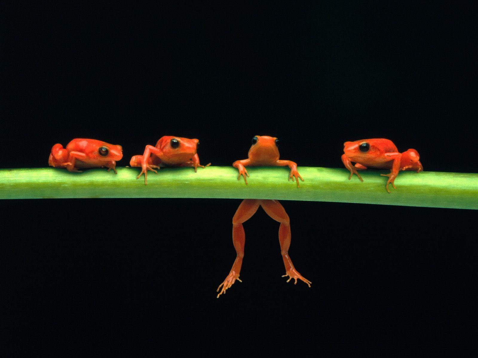 Best Poisonous Red Frog Wallpaper HD 21398 Wallpaper. High
