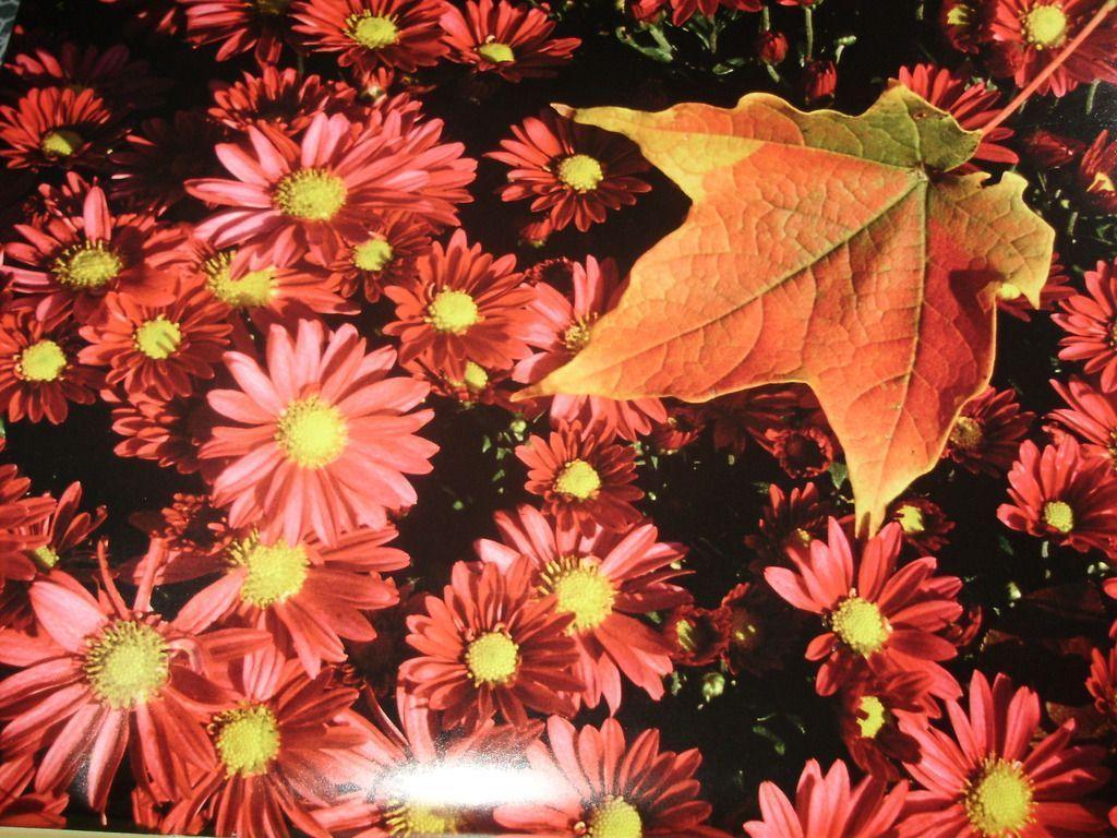 Download Wallpaper Fall Flowers 1024x768 Free Fall Flowers