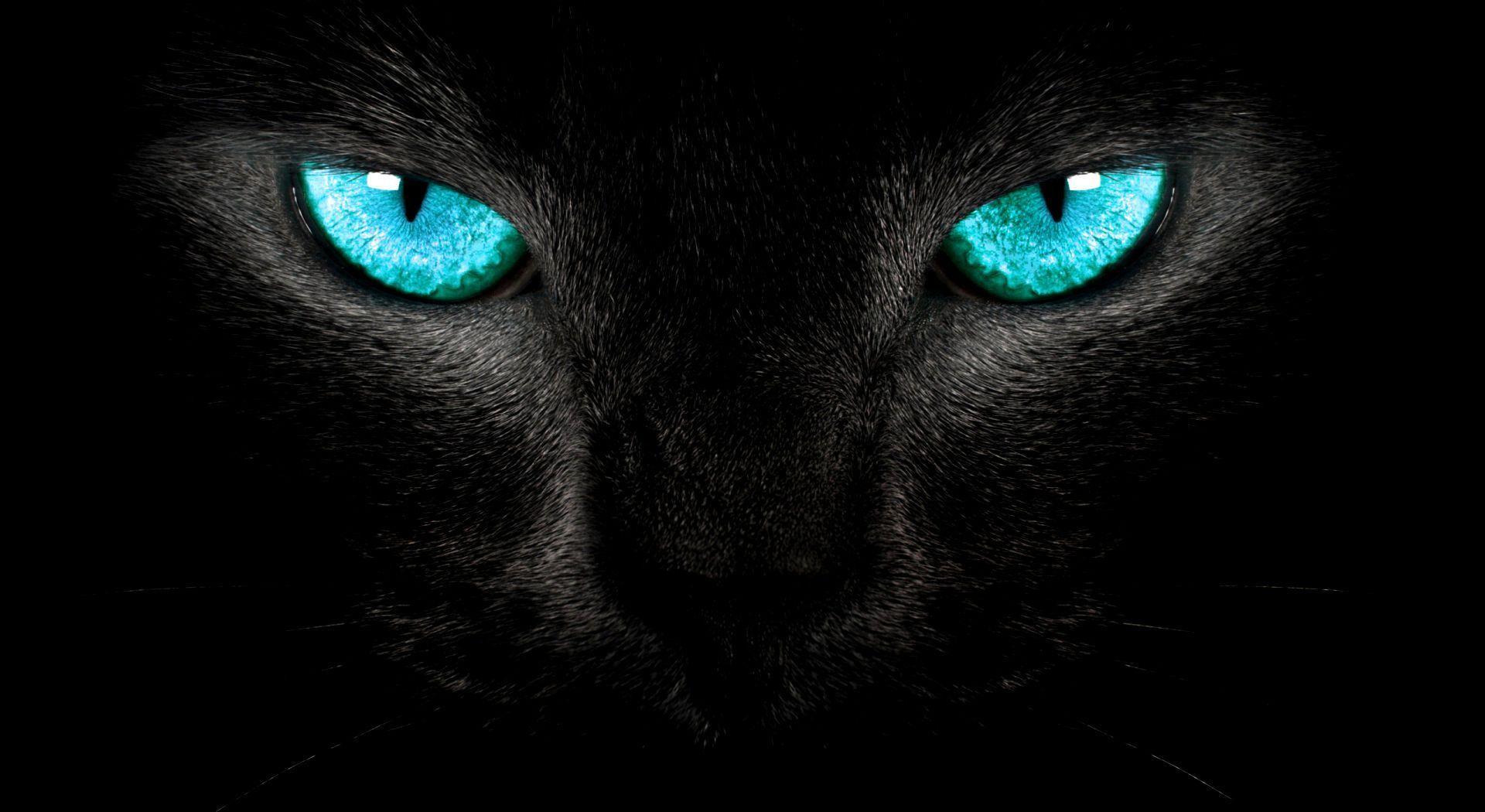 Animals Other Blue Eyes Wallpaper