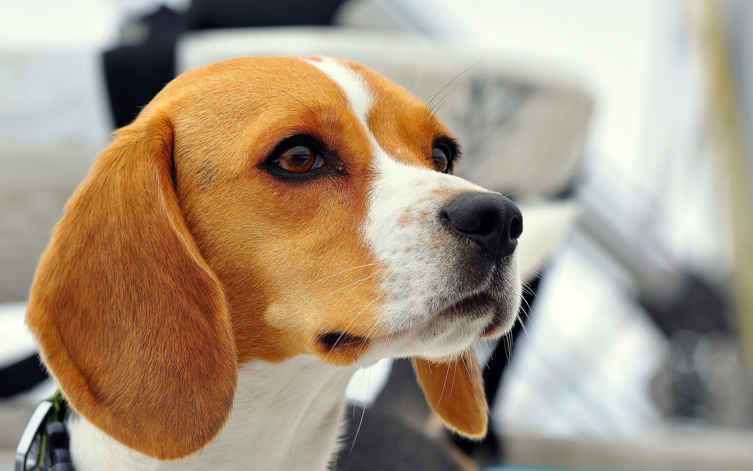Animals For > Beagle Wallpaper