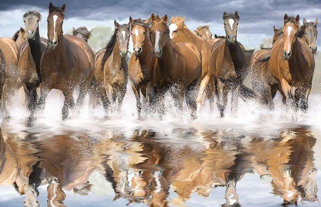 Animals For > Wild Horses Wallpaper