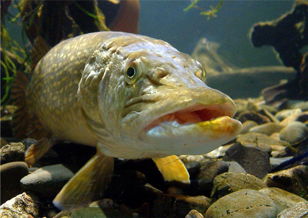 Largemouth Bass Wallpaper For Desktop. coolstyle wallpaper