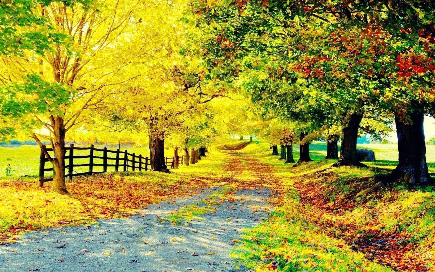 Wallpaper For > Beautiful Autumn Trees Wallpaper