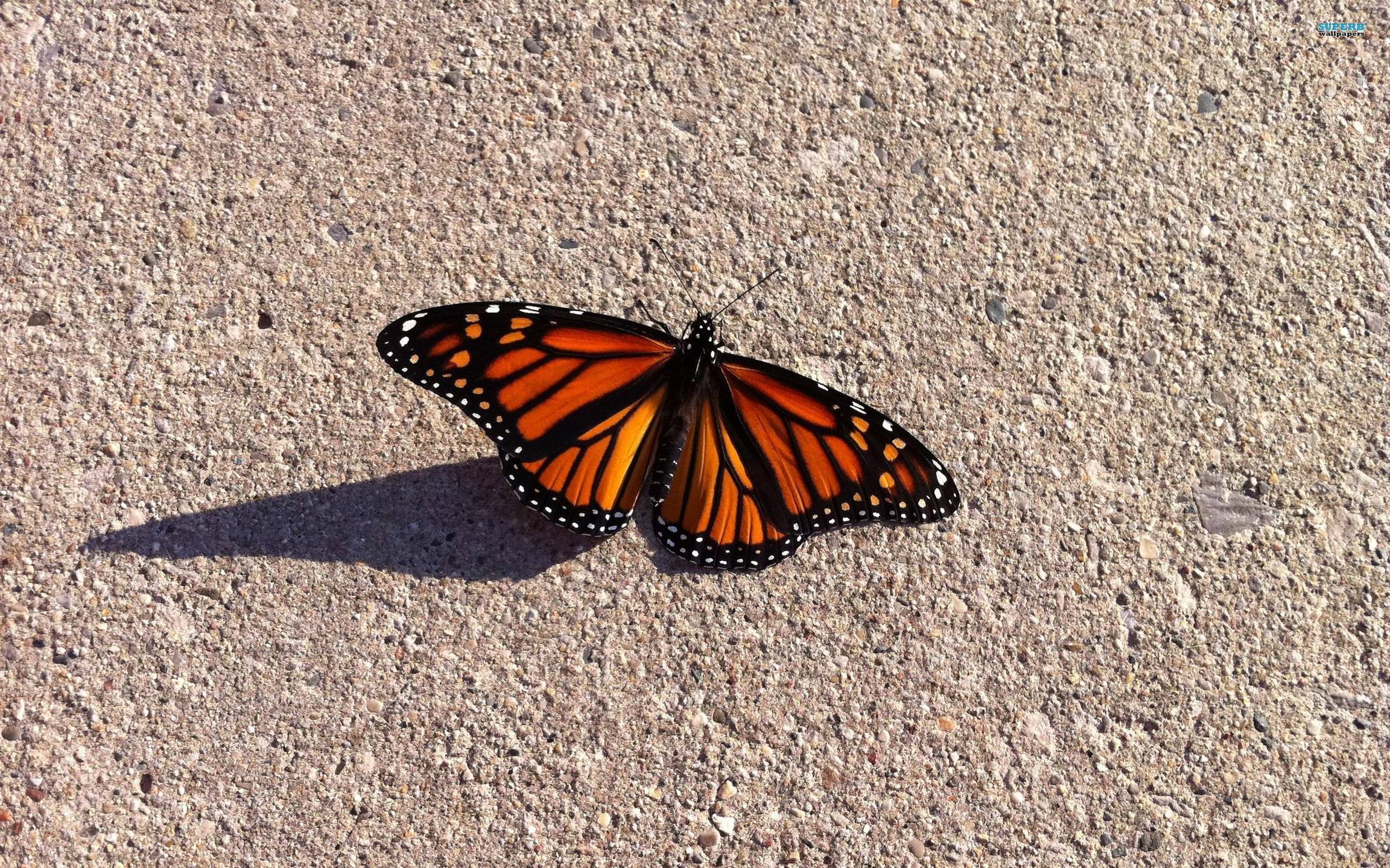 Wallpaper For > Monarch Butterfly Wallpaper