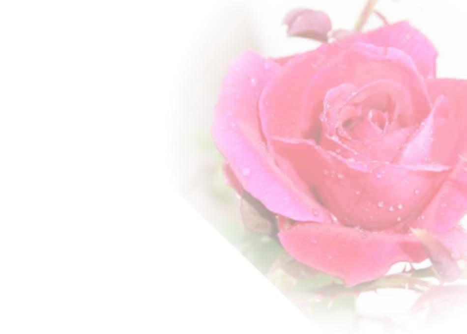 Rose Background 2 Picture Background And Wallpaper Home Design