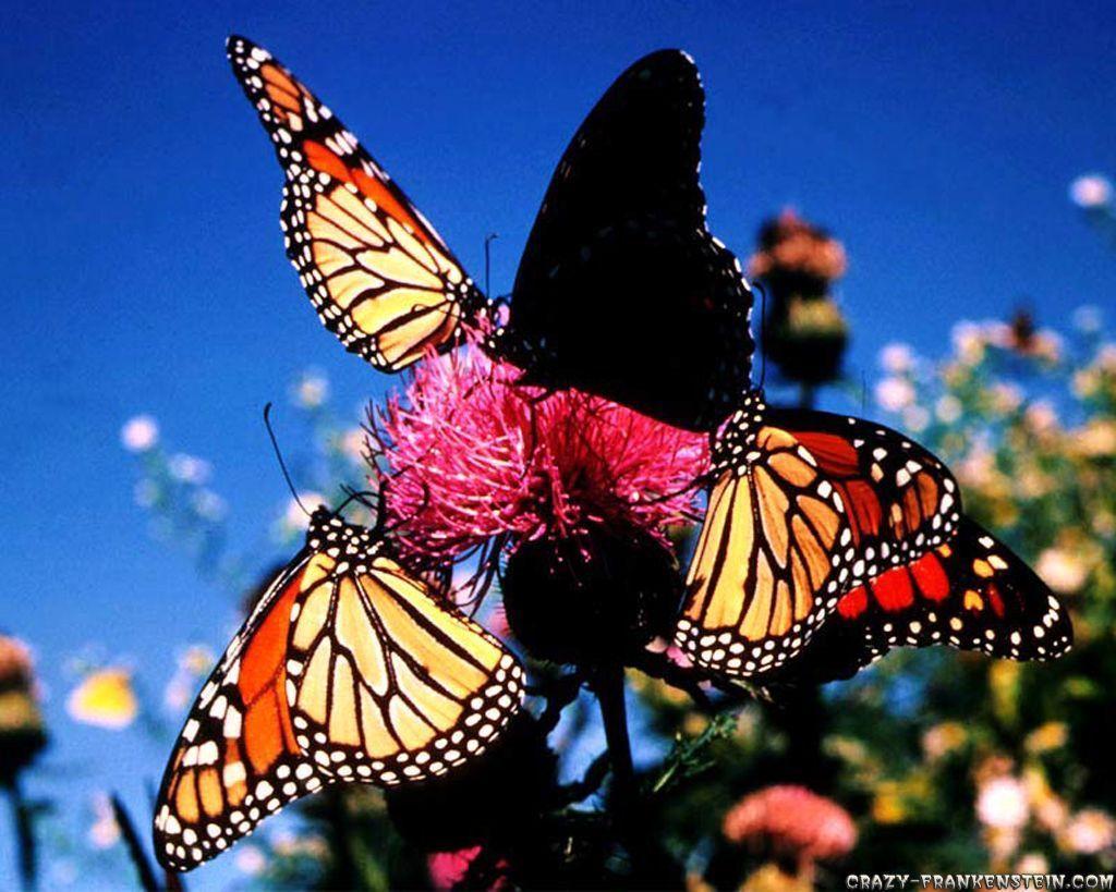 Wallpaper For > Pink Monarch Butterfly Wallpaper