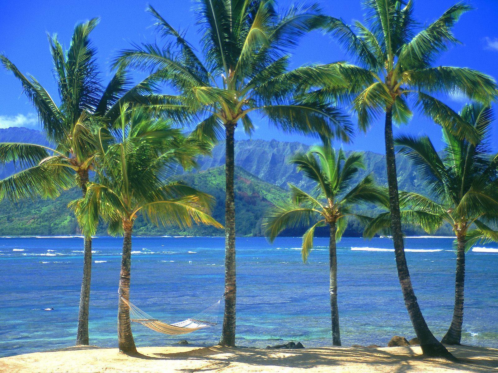 Palm trees on beach free desktop background wallpaper image