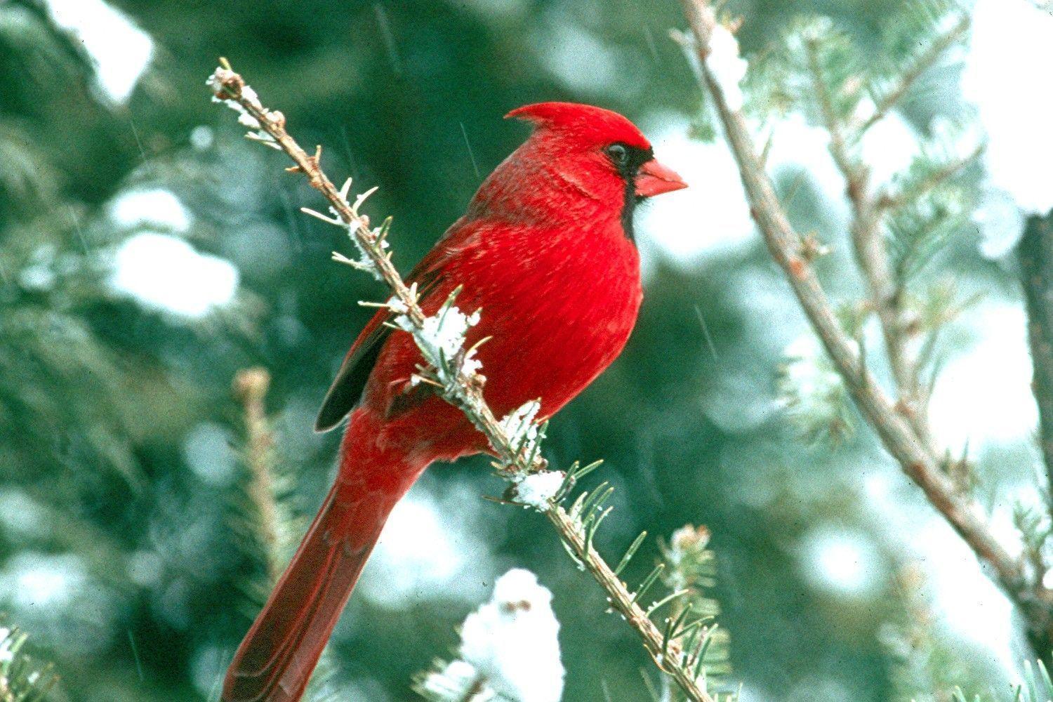 Free Wallpaper Northern Cardinal Birds Download For PC. Birds