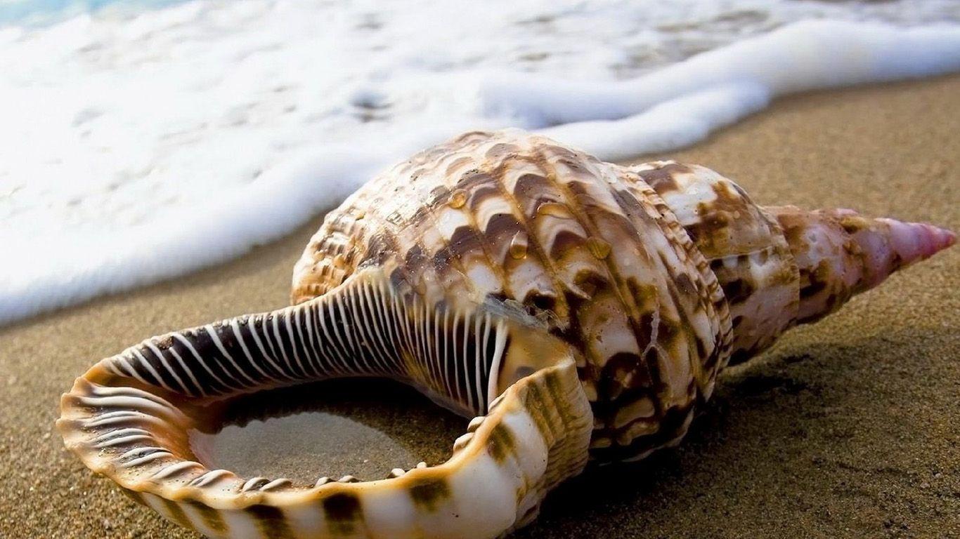 Seashell in Sand Wallpaper. HD Background Wallpaper
