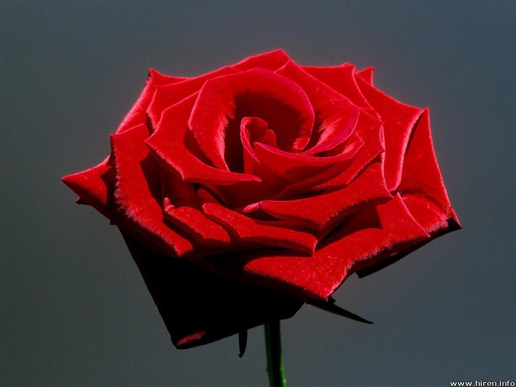 Picture Of A Red Rose Flower Wallpaper