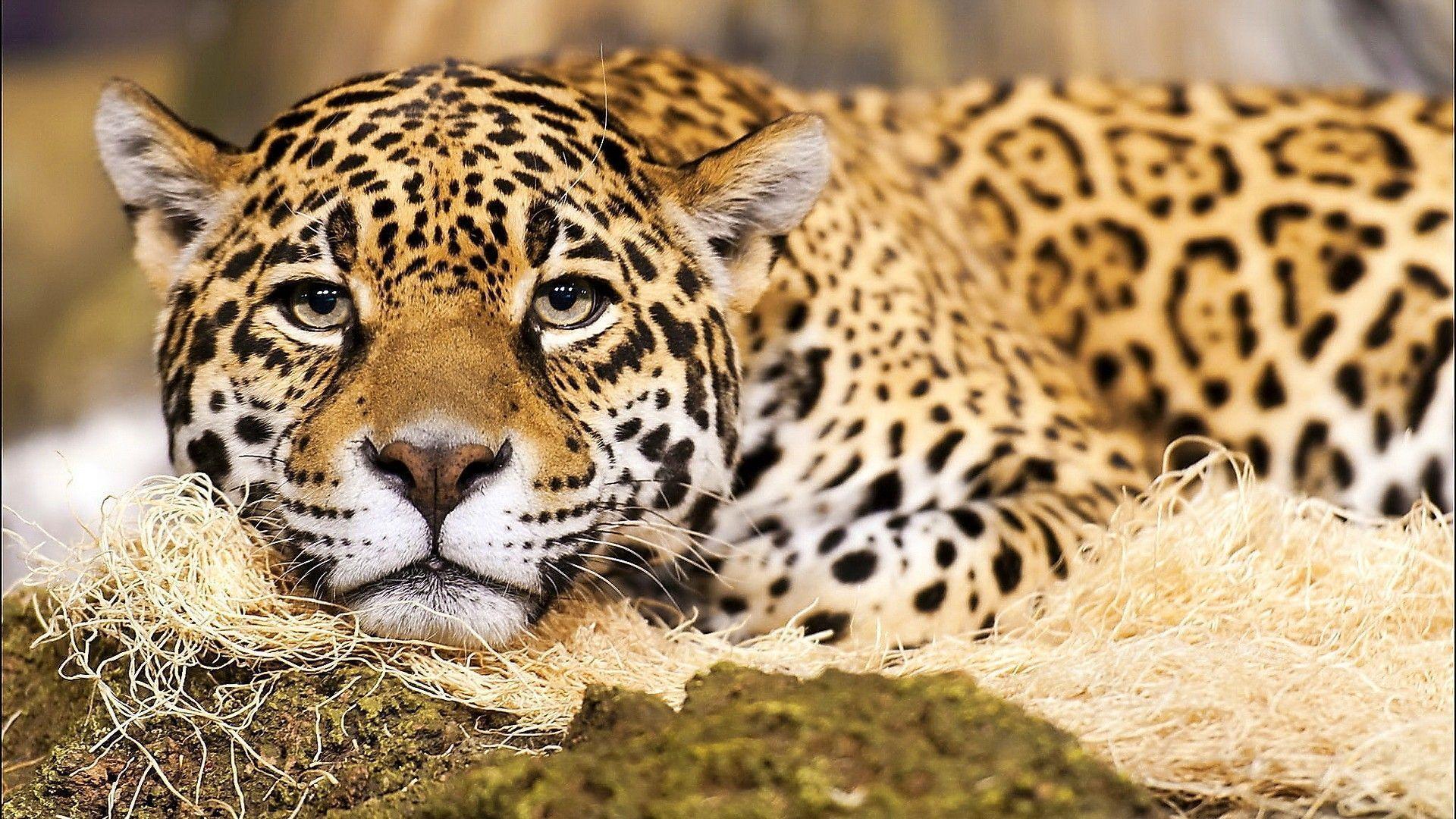 HD Jaguar Big Cat Wallpaper