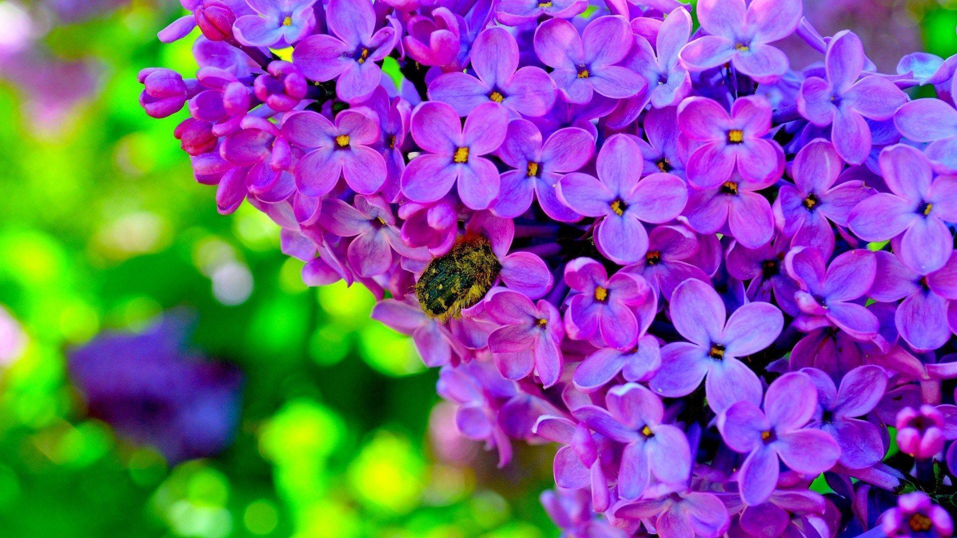 lilacs flowers bee full of nectar wide HD wallpaper