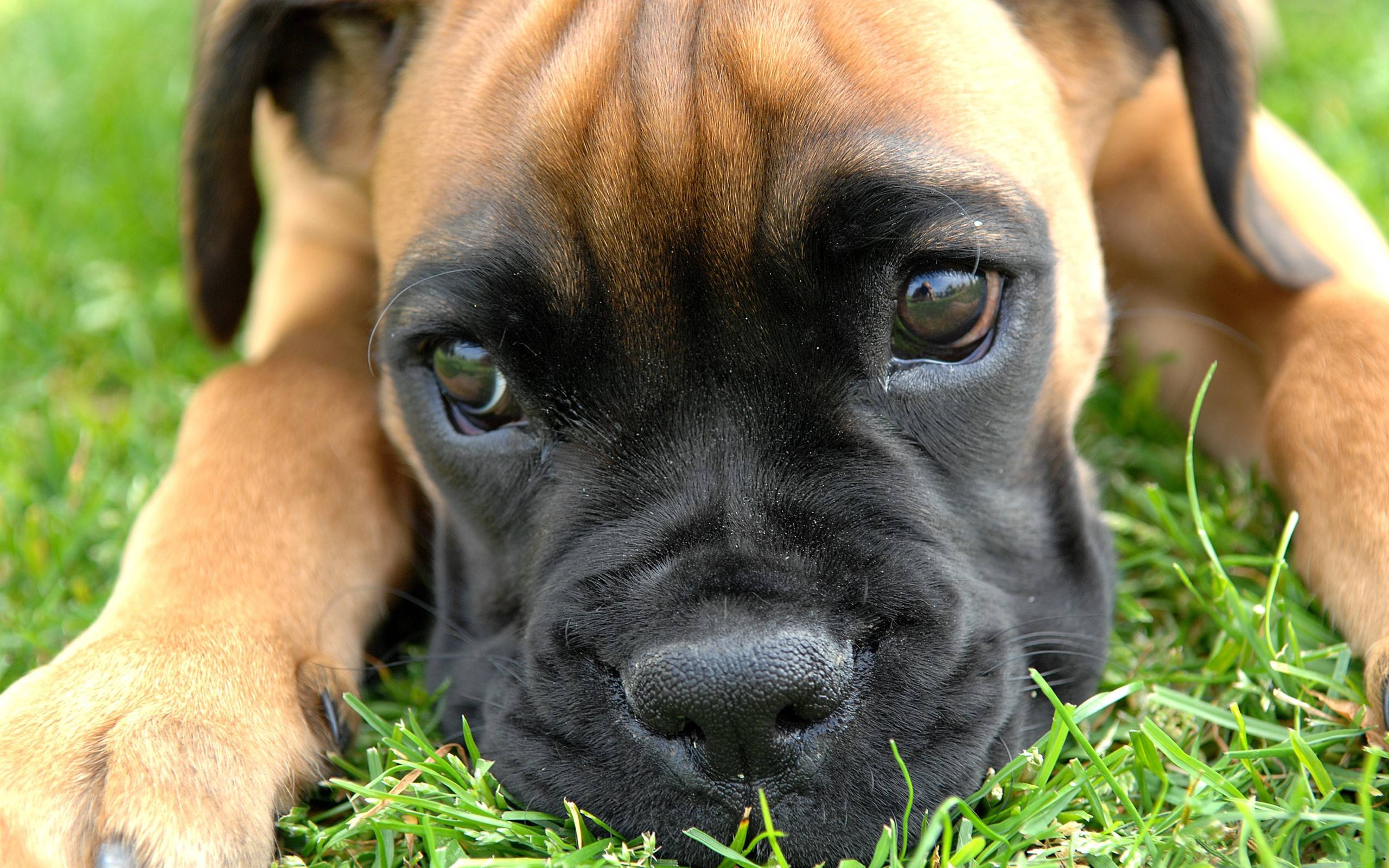 Boxer Dog Desktop Wallpaper