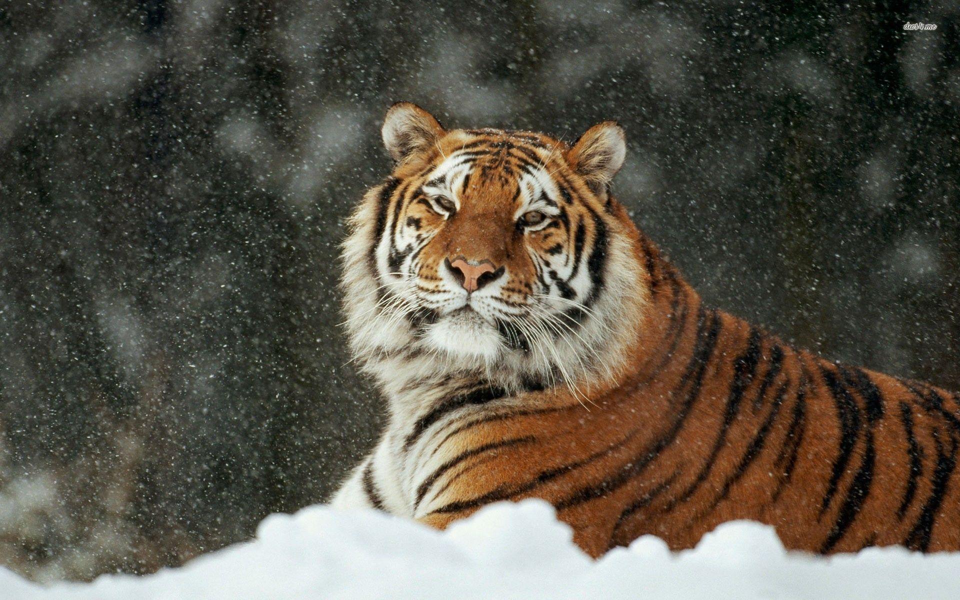 Siberian Tiger In The Snow Animal Wallpaper 1920x1200 px Free