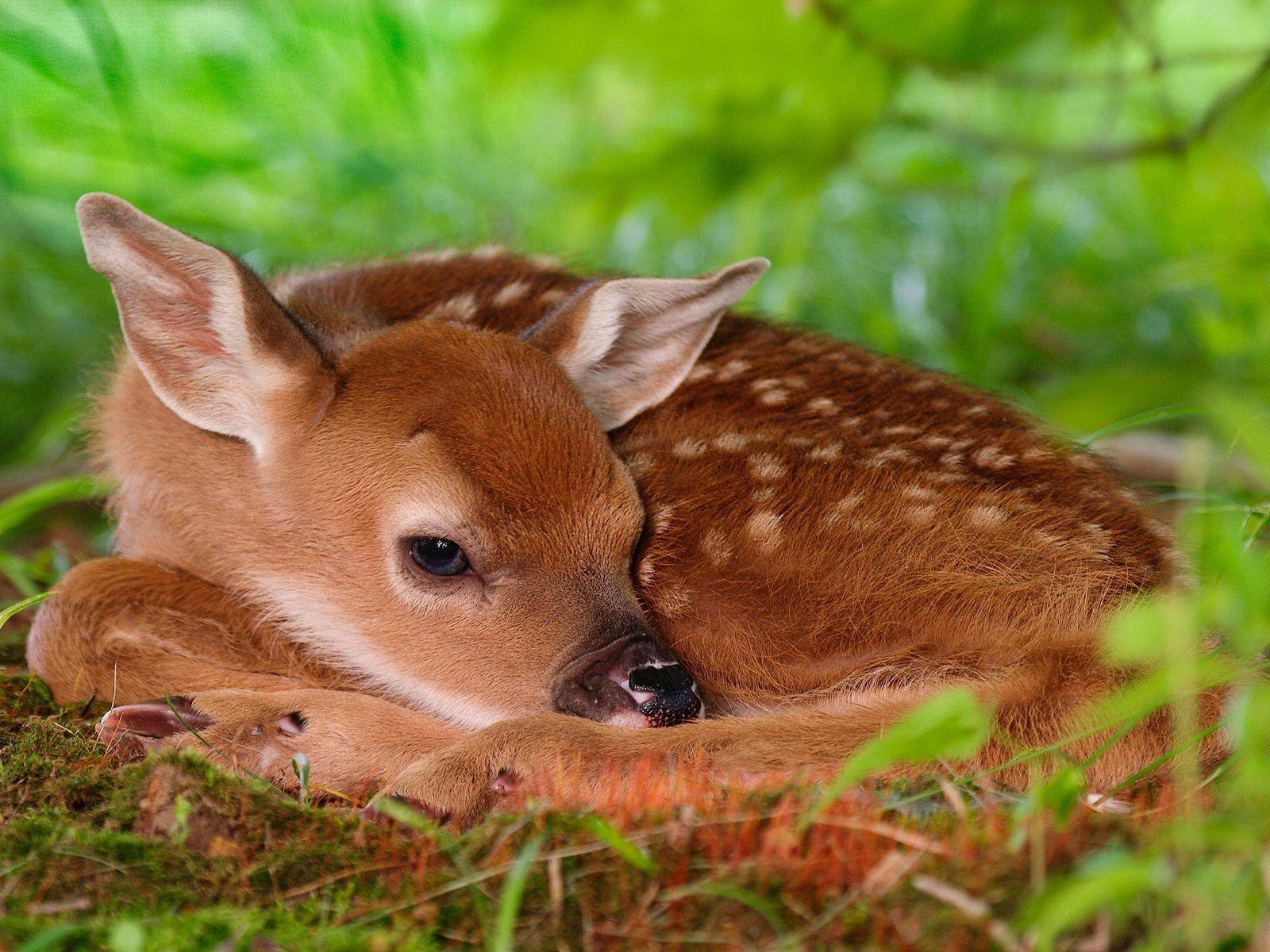 White Tailed Fawn Wallpaper Baby Animals Animals