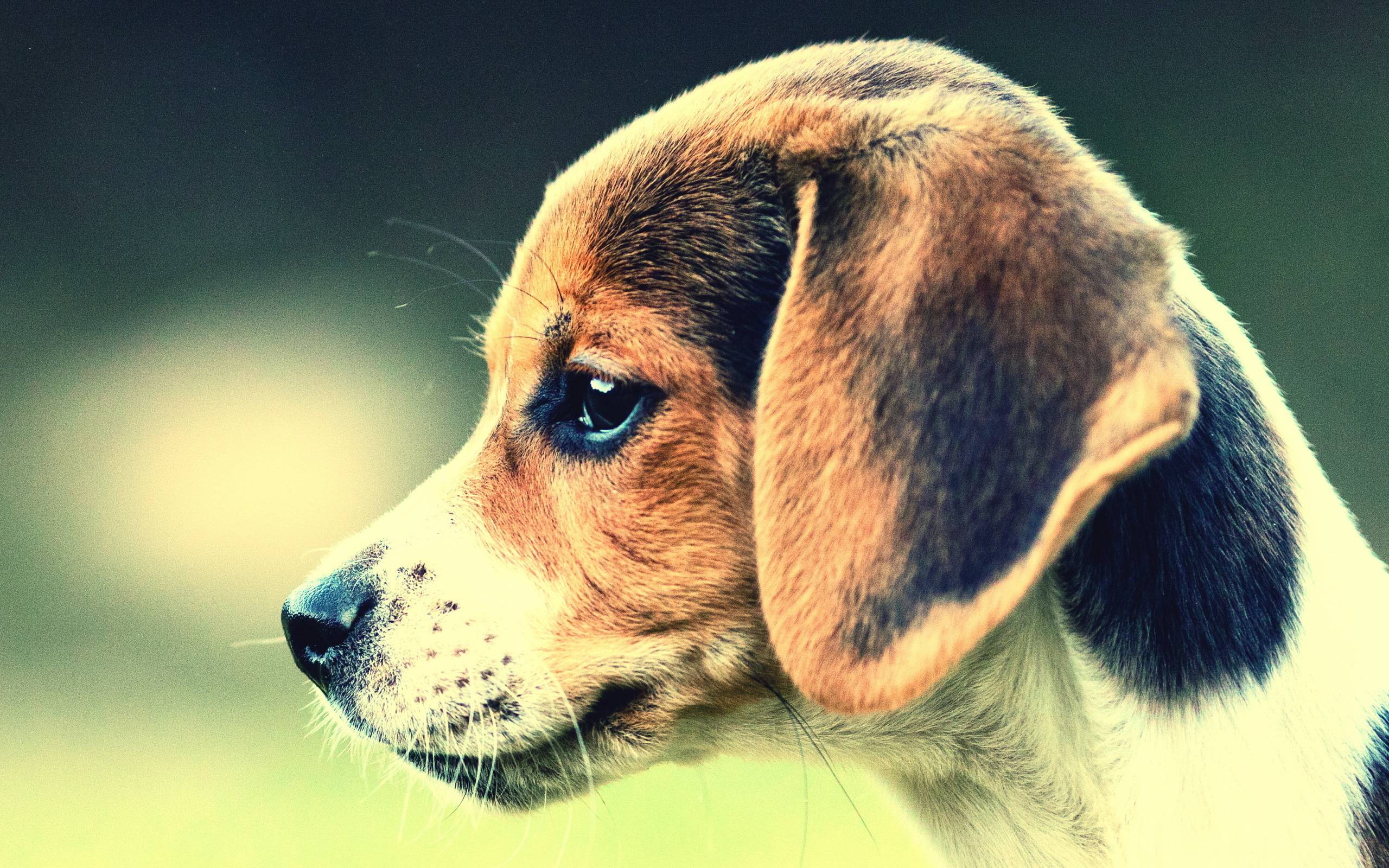 Dog Beagle wallpaper and image, picture, photo