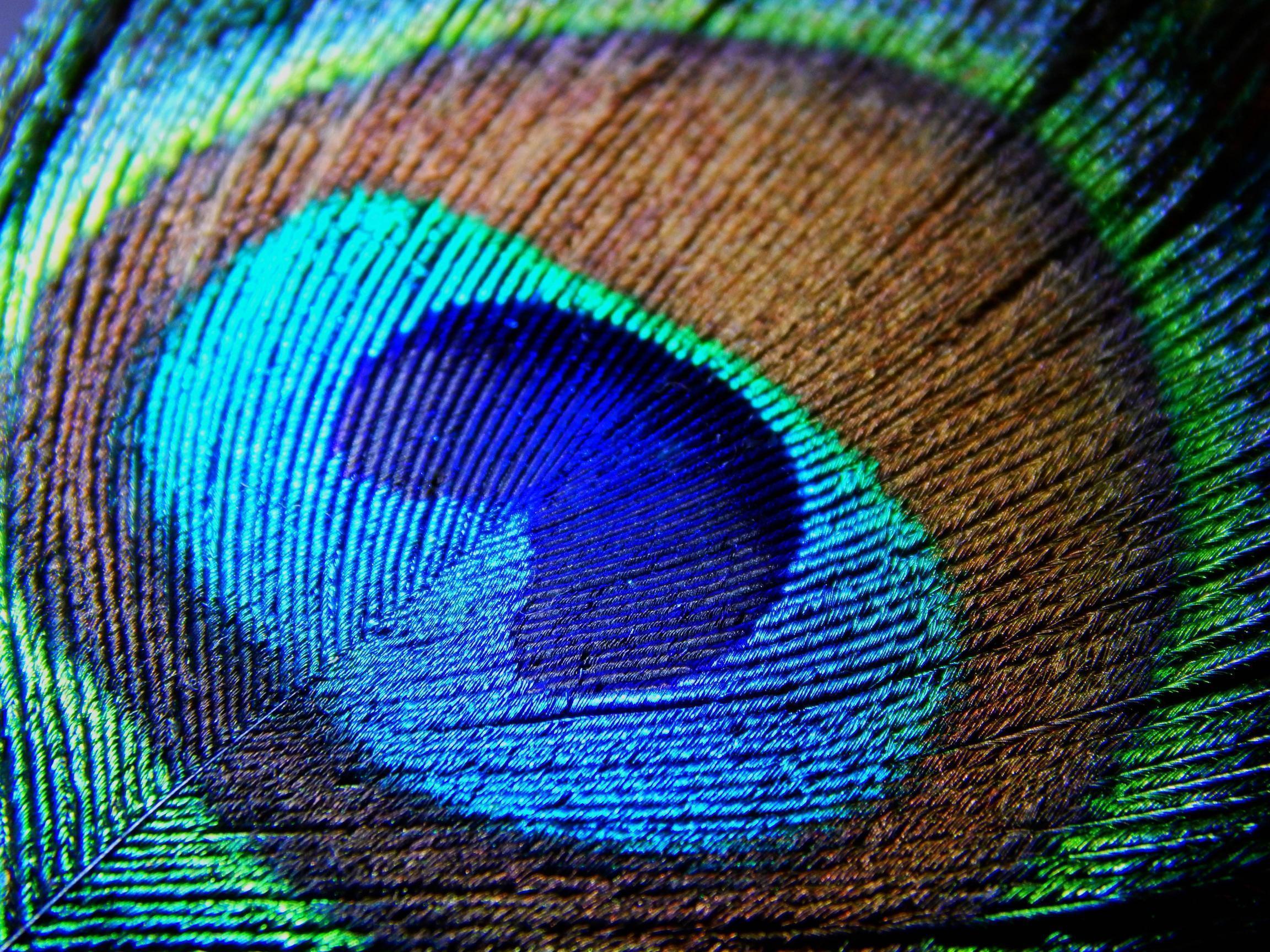 Wallpaper For > Peacock Feathers Background HD