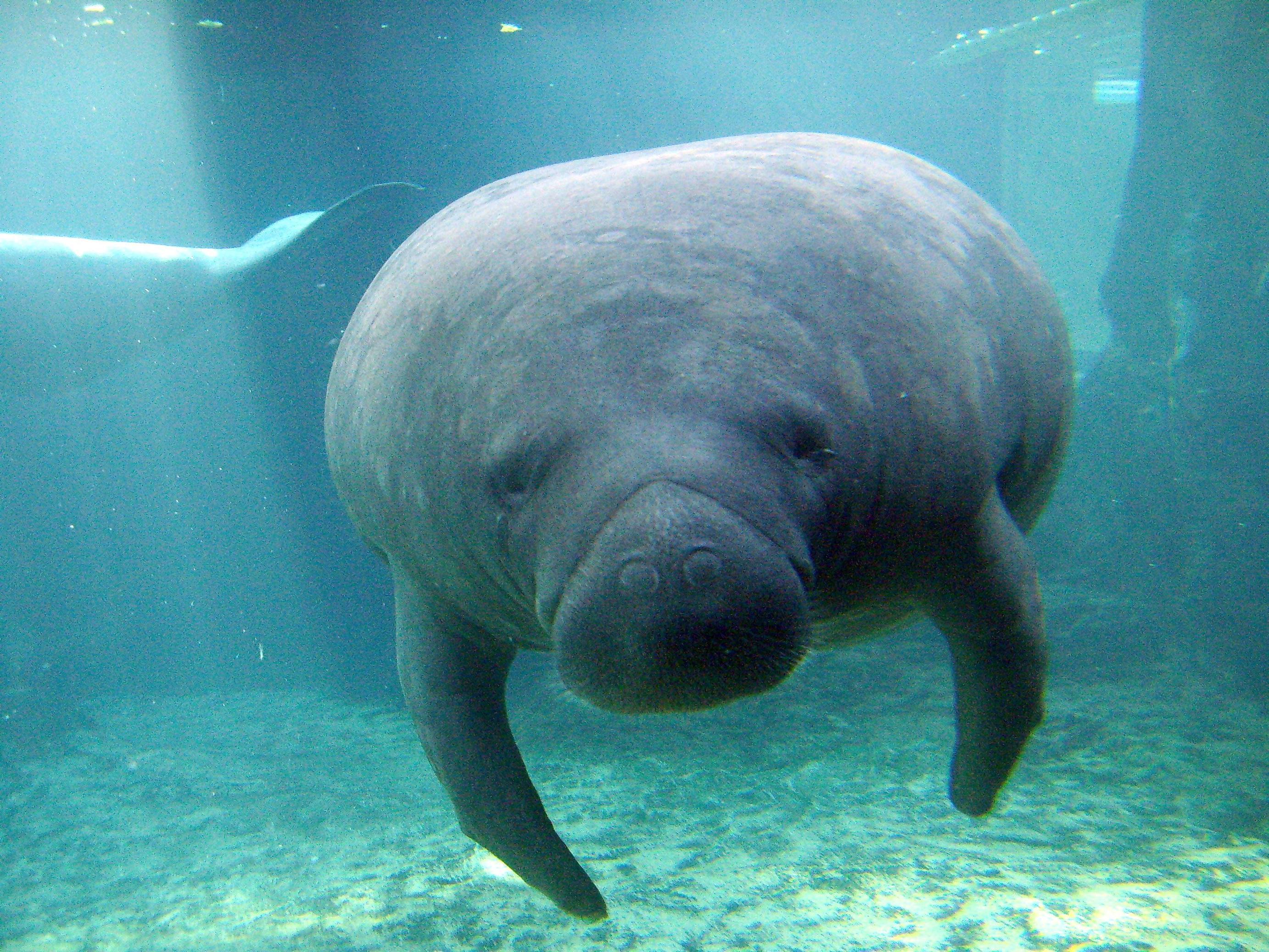 image For > Cute Manatee Wallpaper