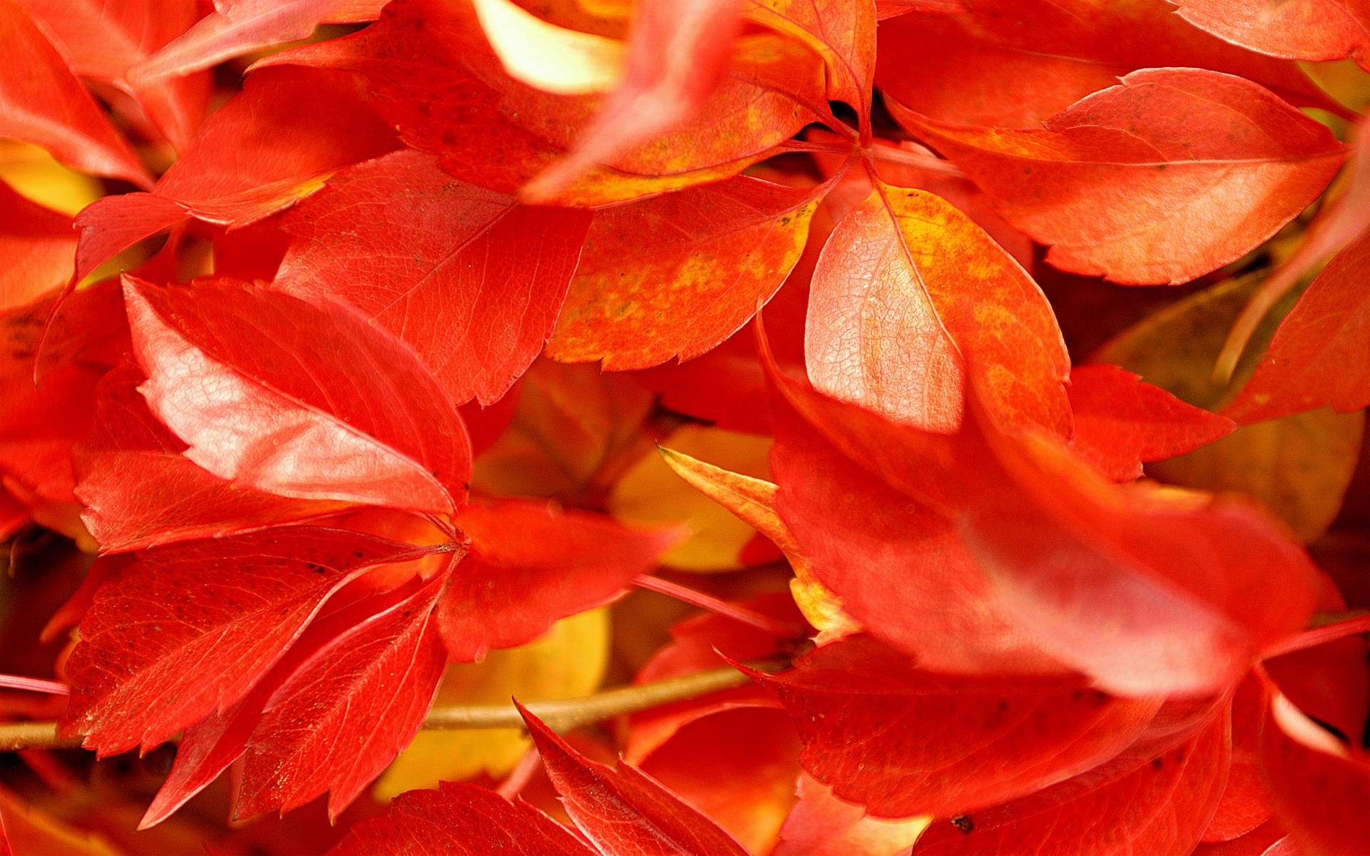 Red Leaves Wallpaper 16386 1920x1200 px
