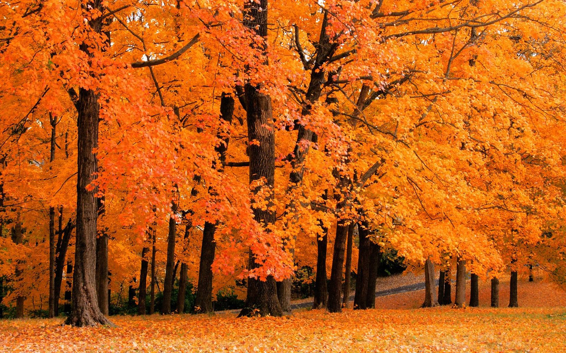 オレンジ色の紅葉 スマホの待ち受け画面やpcの壁紙に使える秋の無料画像 Naver まとめ