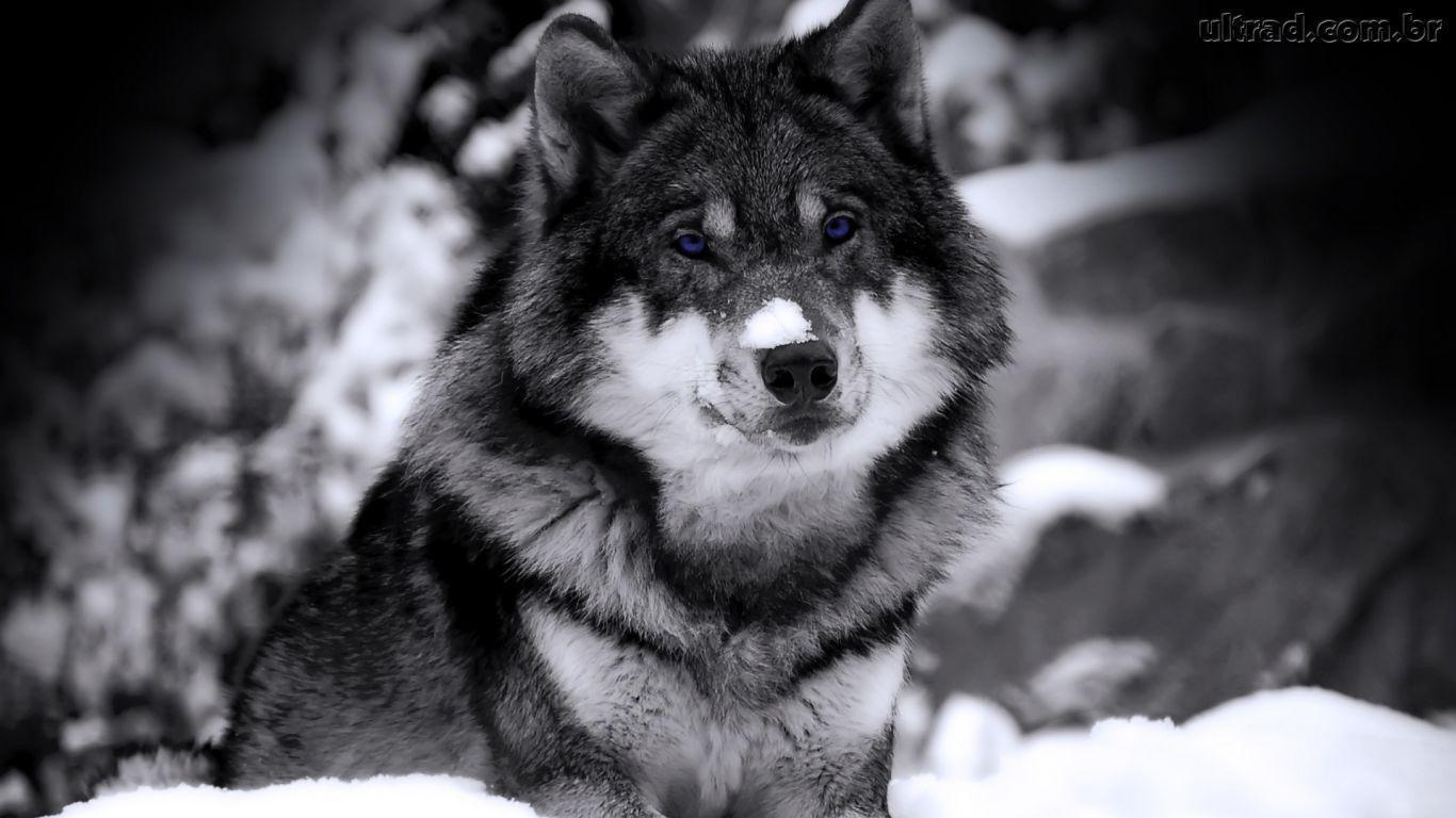 Lobo Wallpapers - Wallpaper Cave
