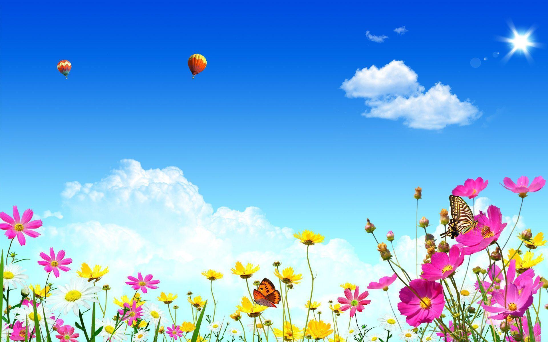 Hot air ballons over Cosmos flowers wallpaper #